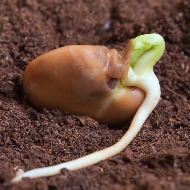 bean-germinating