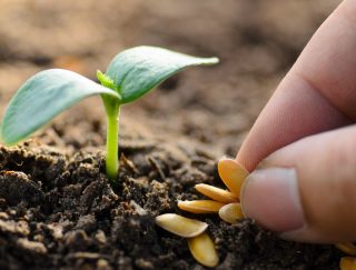 20 PCS Pack Rock Melon (Samam) Seeds / Rock Melon