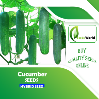 Hybrid Cucumber Seeds - 5 Gram Intact packet ( দেশি জাতের বড় শসা )