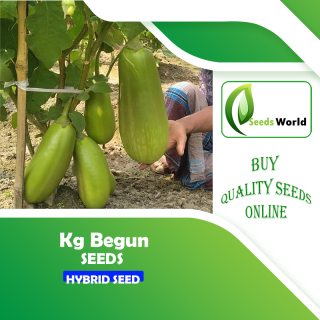 Bari 12 Eggplant / Brinjal ( কেজি বেগুন ) 100 Seeds Packet