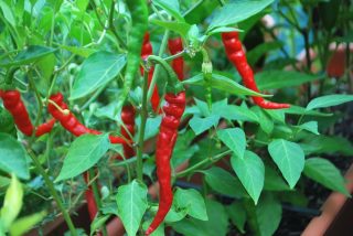 Long Red Chilli Peppers Plants Seed - 20 Pcs